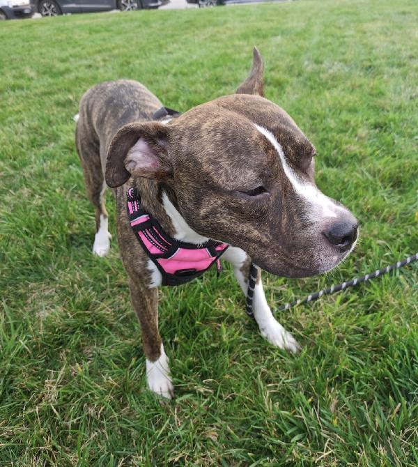 Pippi cerca casa Foto 3